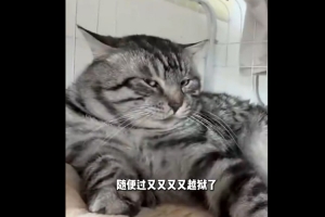 四川主场小猫“随便过”落网后继续“过人” 有四川球员愿收养